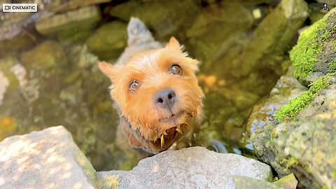 Hot pup cools down in perfect-sized pond