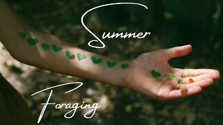 Summer Foraging #wildedibles #wildfood #freefood