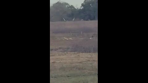 Sandhill cranes