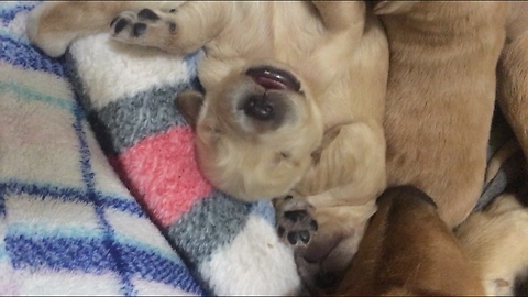 It's rise and shine for these Golden Retriever puppies