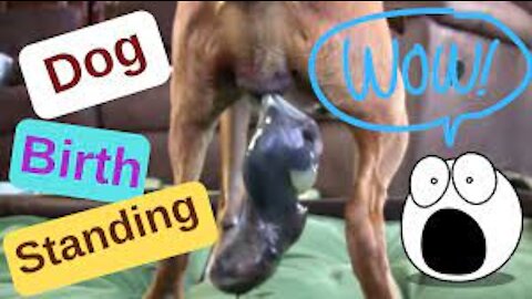 Dog Has Amazing Birth While Standing!!!