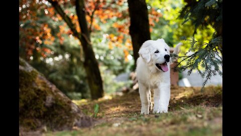 dogs, cute dogs, funny dogs, Labrador puppy, playing puppies, Pomeranian puppies