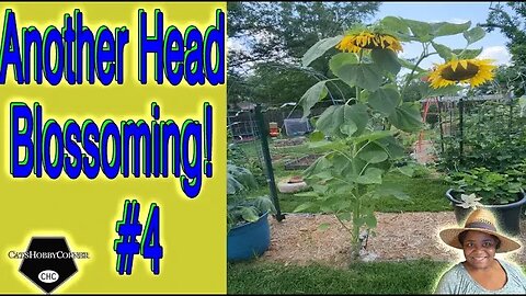 Another #mammoth #Sunflower #head #blooming - #catshobbycorner