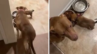 Puppy refuses to eat from her bowl, wants to eat from big dog's bowl