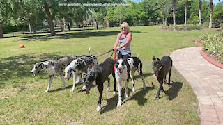 Five Fabulous Great Danes Go For A Florida Pack Walk