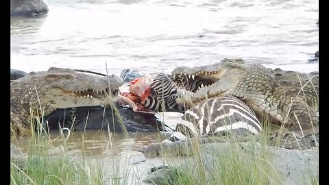 Deadly Crocodiles Rips Zebra Face Off !!!👈🏻😲😲😲😲😲😲😲😲