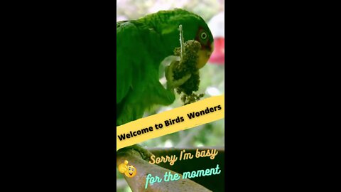 Welcome to Birds Wonders ≠ 1