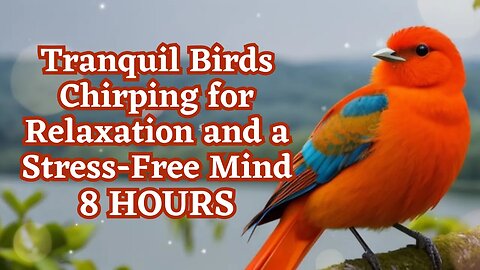8 Hours of Tranquil Bird Chirping for Relaxation and a Stress-Free Mind | 8 Hours Nature Ambience