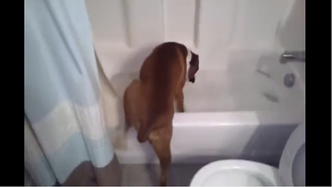 Boxer Knows Exactly When Is Her Time To Take A Bath