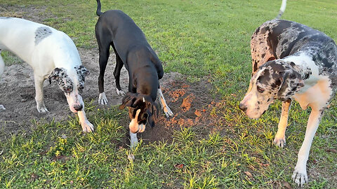Great Dane Gal Pals Love To Dig Big Together