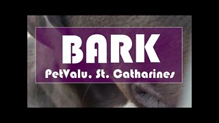 BARK dogs for adoption at PetValu, week of Oct 27, 2021