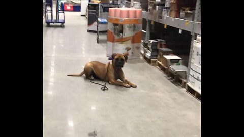 LonelyCreek bullmastiff training at Lowes #bullmastiff #bullmastiffpuppy