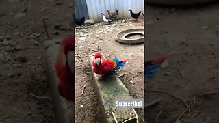 Wild Macaw Thinks He’s a Rooster