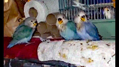 IECV PBV #01 | 👀Baby Lovebirds And their Feathered Friends🐥11-2-2013