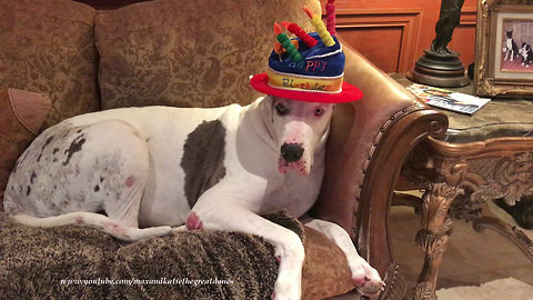 Happy Great Danes get ready for their 8th birthday