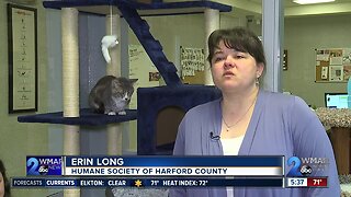 CMore than 70 cats rescued from home