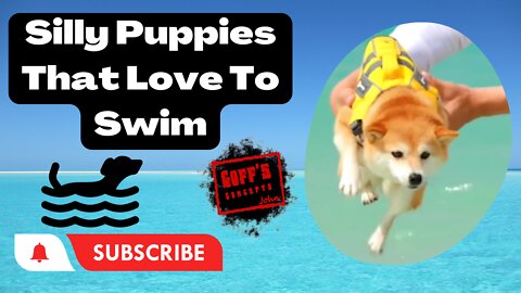 Try To Keep A Straight Face Challenge 🥴 - Silly Dogs That Love Swimming Compilation Videos