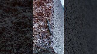 Forest tent caterpillar 🐛