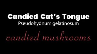 Making Candied Cat's Tongue- MUSHROOM CANDY!!