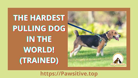 THE HARDEST PULLING DOG IN THE WORLD! (TRAINED)
