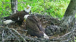 Hays Eagles Dad brings a Fish Mom takes and Feeds H19 H20 4.30.23 18:52