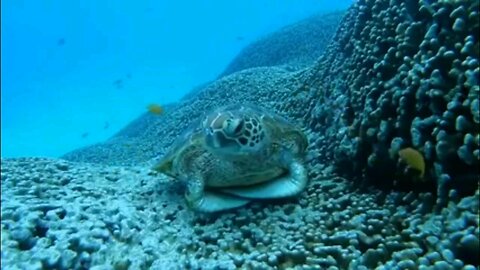 Sea turtles are ancient marine reptiles and are simply amazing