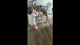 Precious playtime moment between toddler and doggy