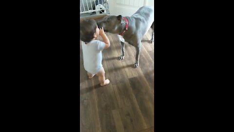 Precious playtime moment between toddler and doggy