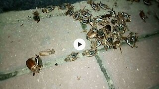 Many many european chafers (June bugs) ..