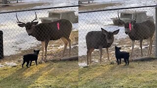 Puppy and Deer are best friends