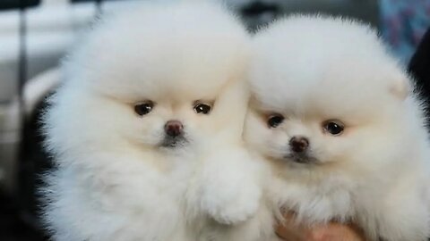 Cute baby dogs - baby cute dogs in the world - cute clips of baby dogs