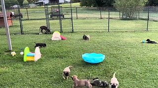 Finny puppies playing. Cool evening rained today. LonelyCreek bullmastiff 8-5-23