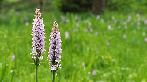 "Serene Beauty: Marsh Orchids in Bloom on a Summer Meadow"