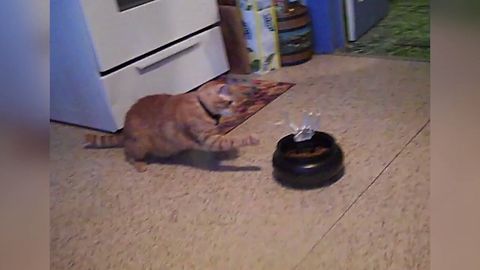 Watch These Cats Get Confused When They Find A Trick In Their Treats
