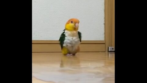 cute parrot walking