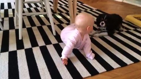 Baby Girl Loves Being Entertained By Adorably Energetic Pup