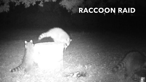 Raccoon Raid