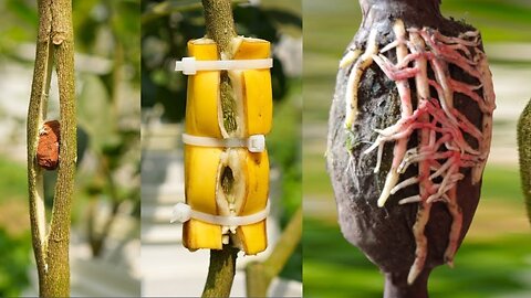 Mango Plant Air layering Experiment with 100 % Success Results. @indulovenature