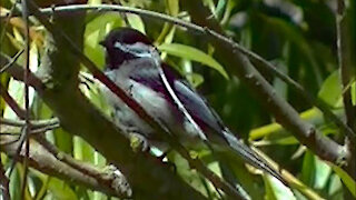 IECV NV #158 - 👀 A Chickadee Playing In The Tree 8-21-2015