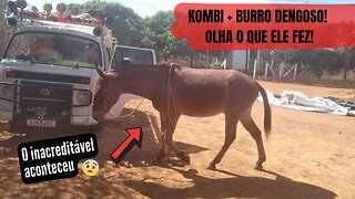 VOCÊ NÃO VAI ACREDITAR NO QUE ESSE BURRINHO FAZ DENTRO DA KOMBI!