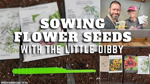 🌱🌼 Sowing Flower Seeds With the Little Dibby - SGD 341 🌼🌱