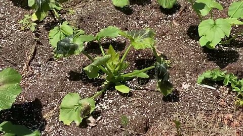 Late frost hits the garden (2022) June 19