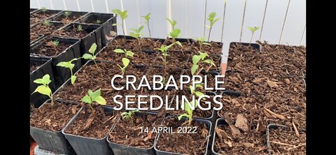 Crabapple Seedlings