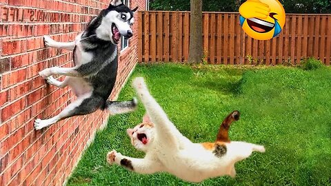 Funniest Cats And Dogs Videos 2024 - Best Funny Animal Videos 2024