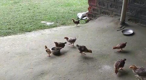 cute baby chicks 🐤😘😘