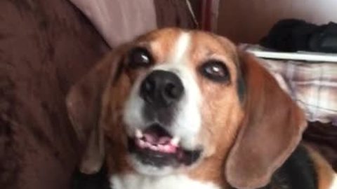 Man has full on conversation with talking beagle