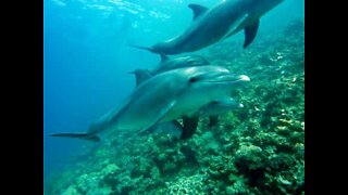Delfini giocherelloni nuotano con i bagnanti