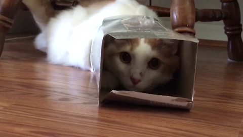 "Cats In Boxes & Cats vs. Boxes"