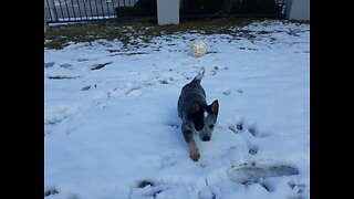 Cattle Dog Snow Soccer