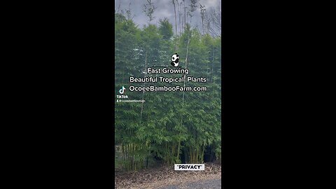 Fast Growing Beautiful Tropical Plants OCOEE Bamboo Farm 407-777-4807